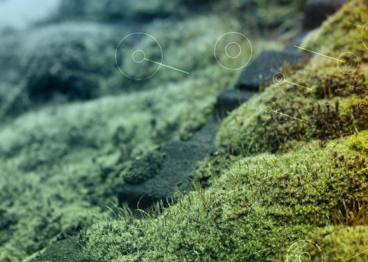 Mosskiller Banner 1