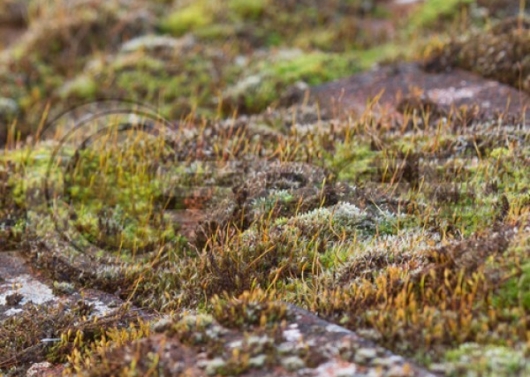 Moss Reproduction 600X600