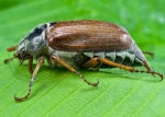 Chafer Beetle