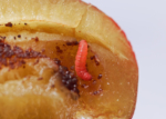 Plum Fruit Moth 15 2