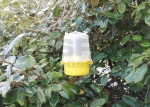 Wasp Trap
