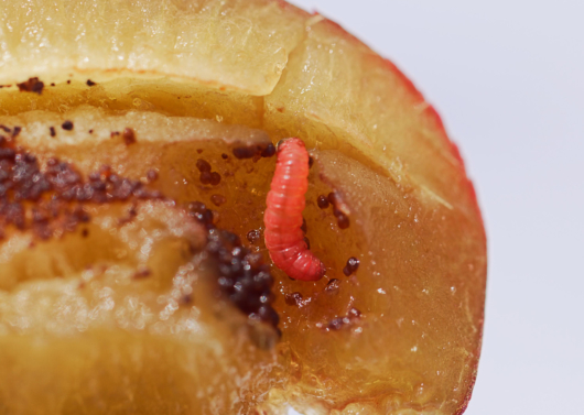 Plum Fruit Moth 15 2