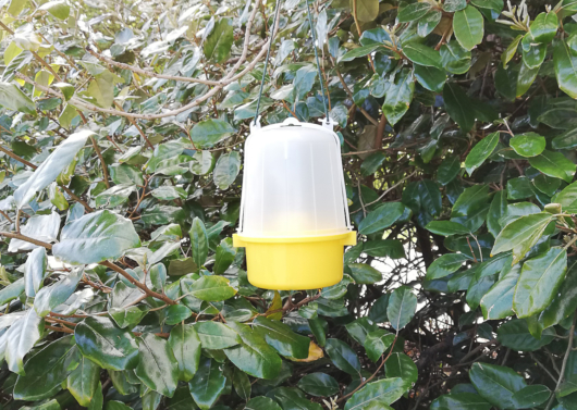Wasp Trap 15 1