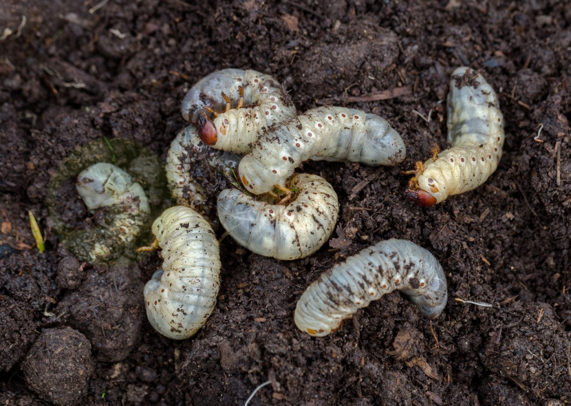 Chafer Grub