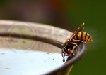 Wasp 720 2