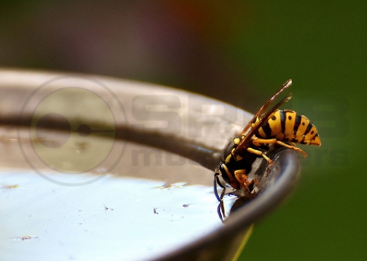 Wasp 720 2
