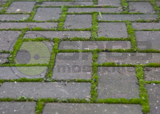 Moss On Monoblock