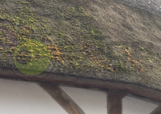 Moss On Thatch Roof