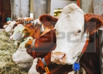 Milking