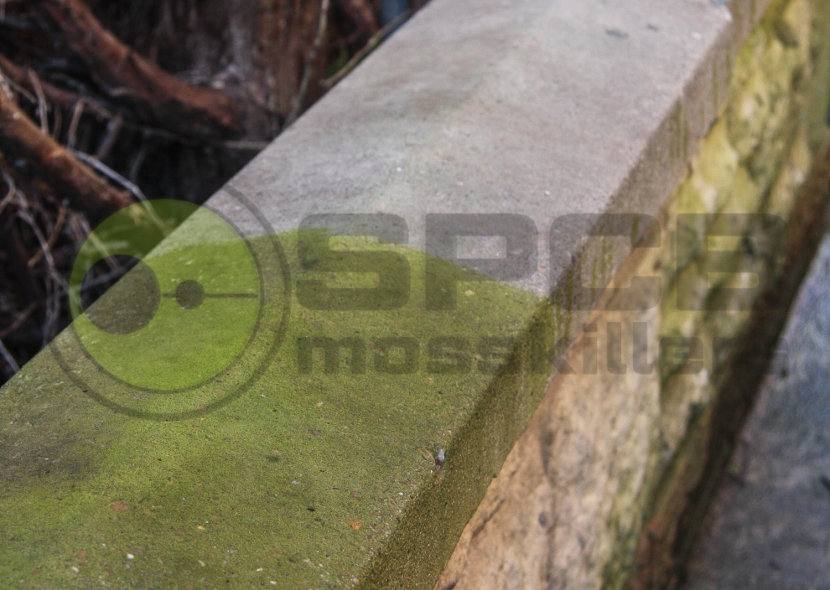 Moss On Wall